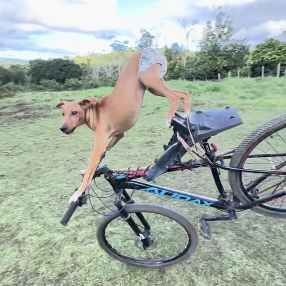 BikeDog balancing on the handlebars of a moving bicycle in a grassy field, wearing a diaper